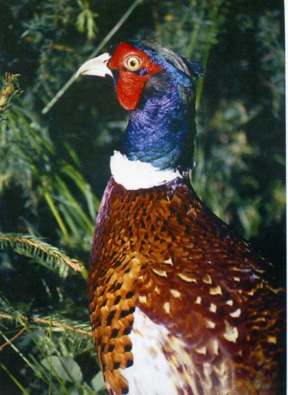 Pohľadnica Bažant poľovný (Ferenec, Jozef)